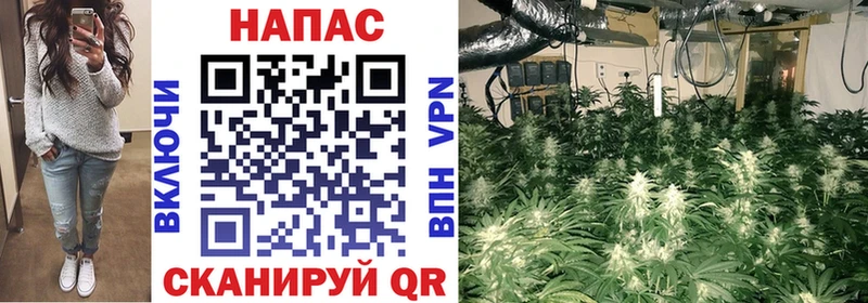 Канабис семена Западная Двина